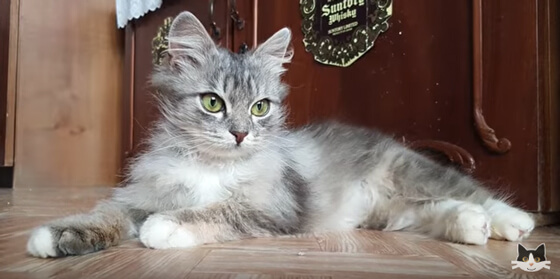 Kat Nika gered van bevriezingsdood