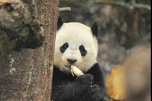 panda