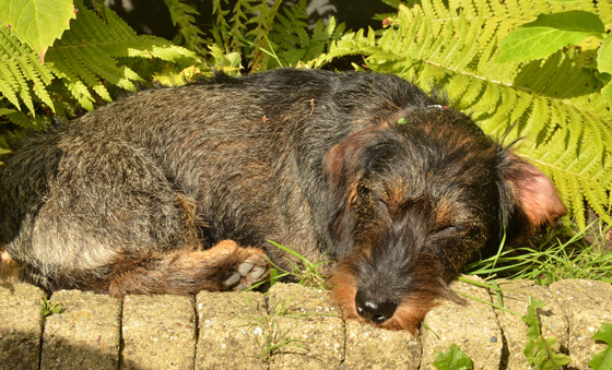 Zon gevaarlijk huisdier