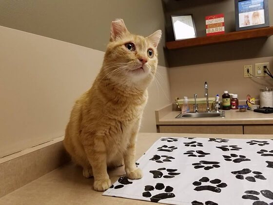 vrachtwagenchauffeur