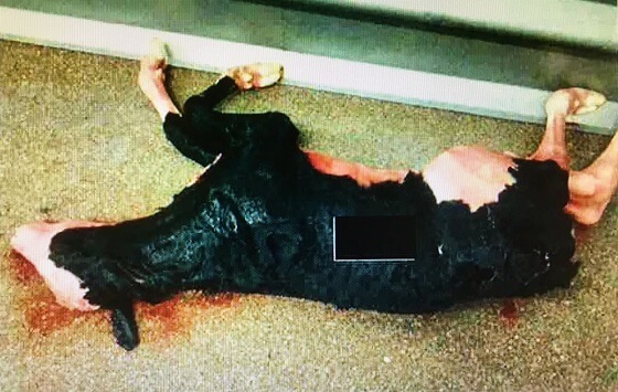 Meer hoogzwangere melkkoeien illegaal naar de slacht