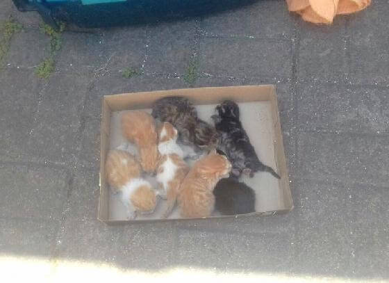 kittens