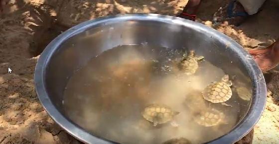 Cambodjaanse schildpad