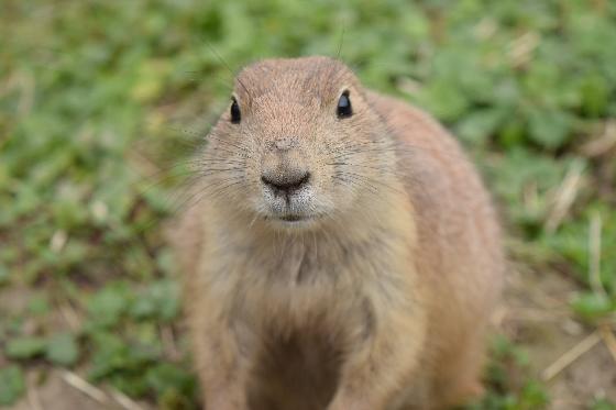 Dierentuinen een dilemma