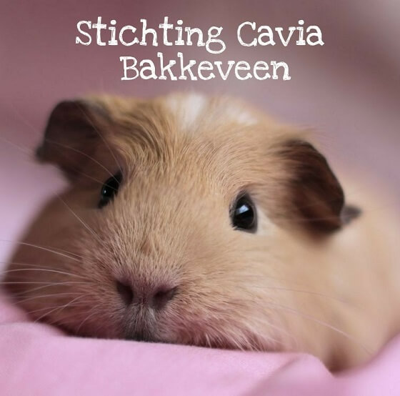 Stichting Cavia