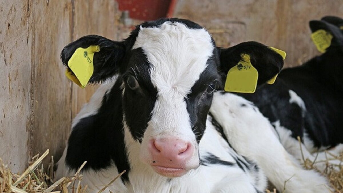 stop de onverdoofde slacht