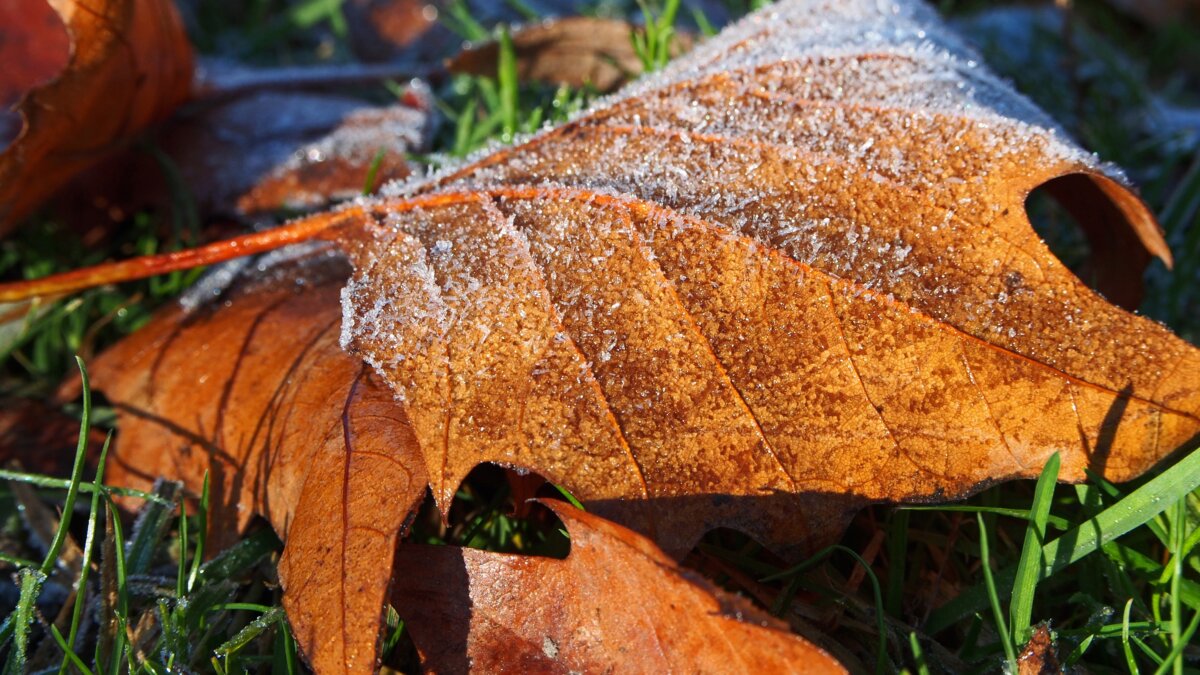 Bladblazers zijn natuurkillers
