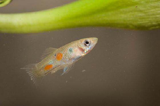 guppies