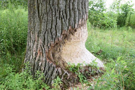 aquatische architect