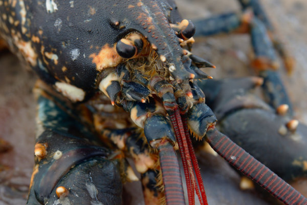 kreeften en kraben
