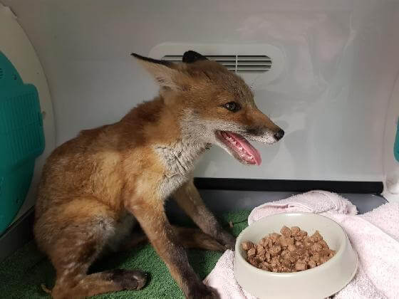 aangereden vossenjong