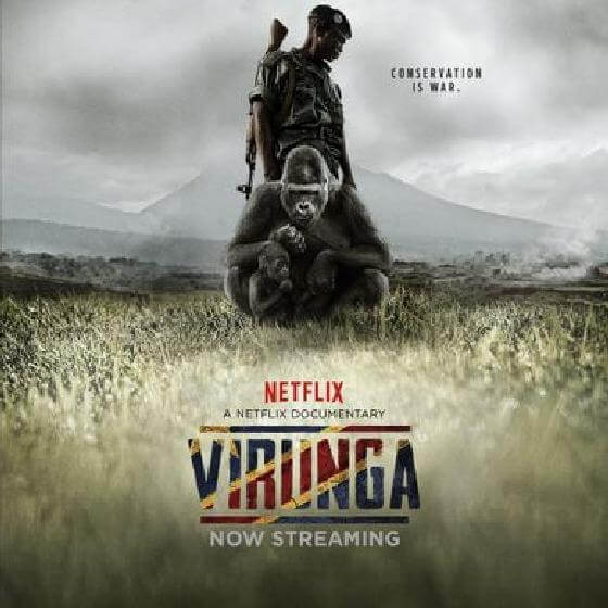 Zwaar weer voor Virunga en haar berggorilla’s - Animals Today