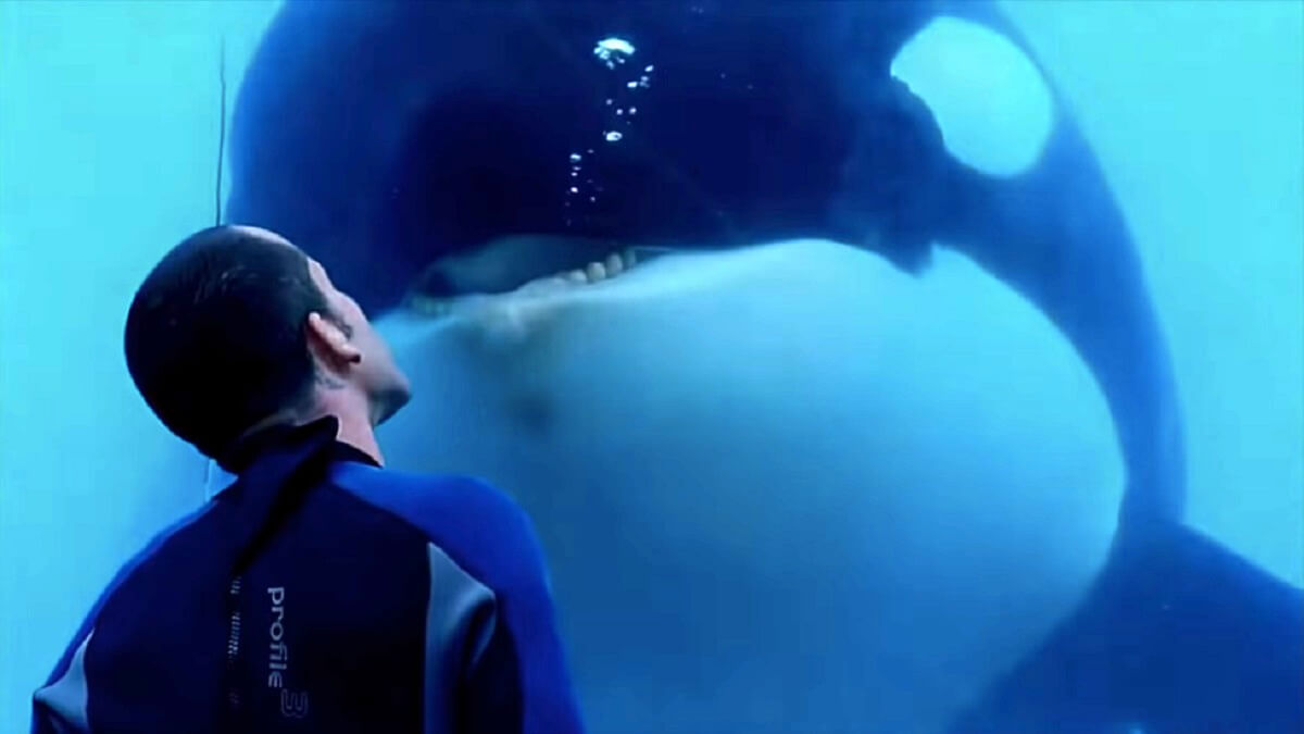 Seaworld Kayla Orka Kayla in Seaworld Orlando na korte ziekte overleden - Animals Today