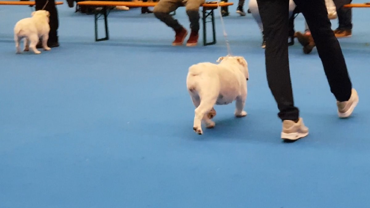 Dogshow