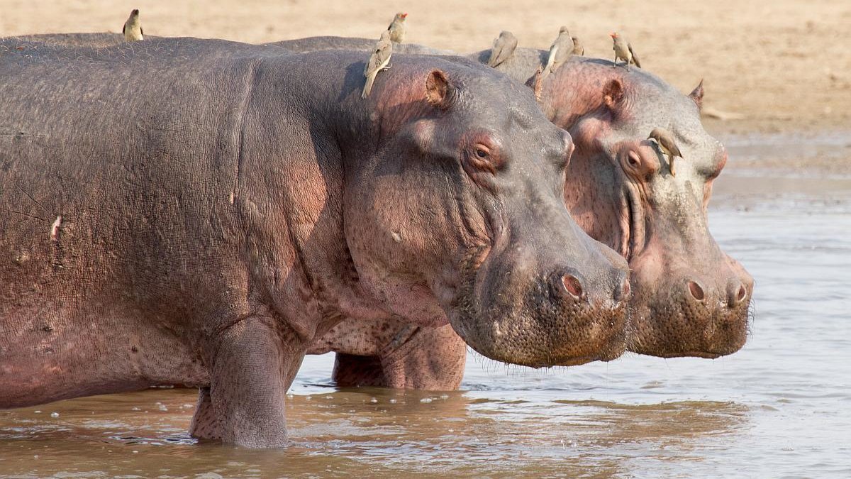 nijlpaarden afschieten