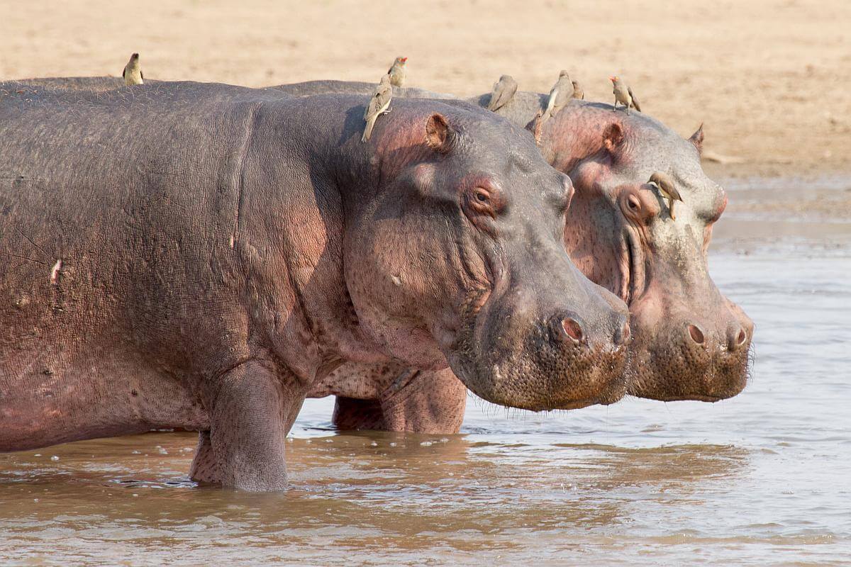 nijlpaarden afschieten