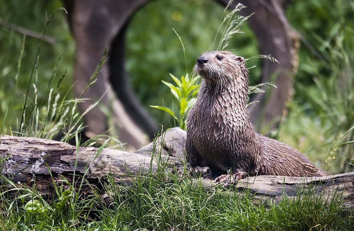 Karen's blog: De noodzaak van een positieflijst - Animals Today