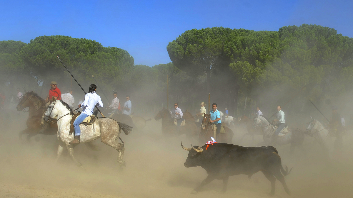 Toro de la Vega
