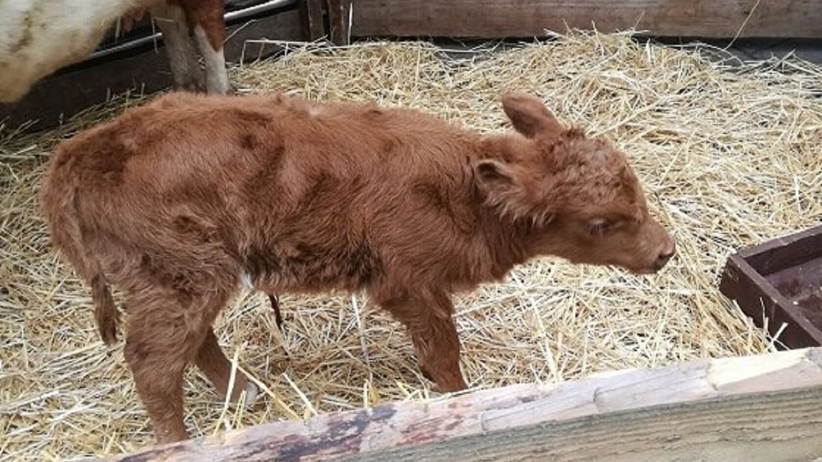 dierenverhuurbedrijf