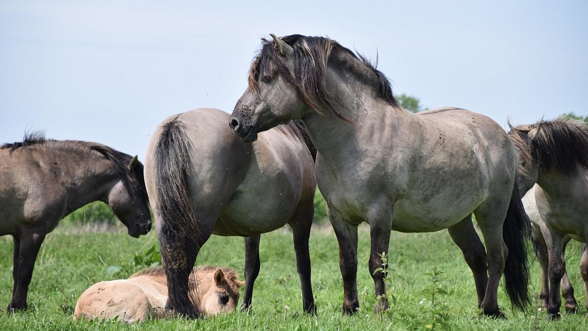 konikpaarden