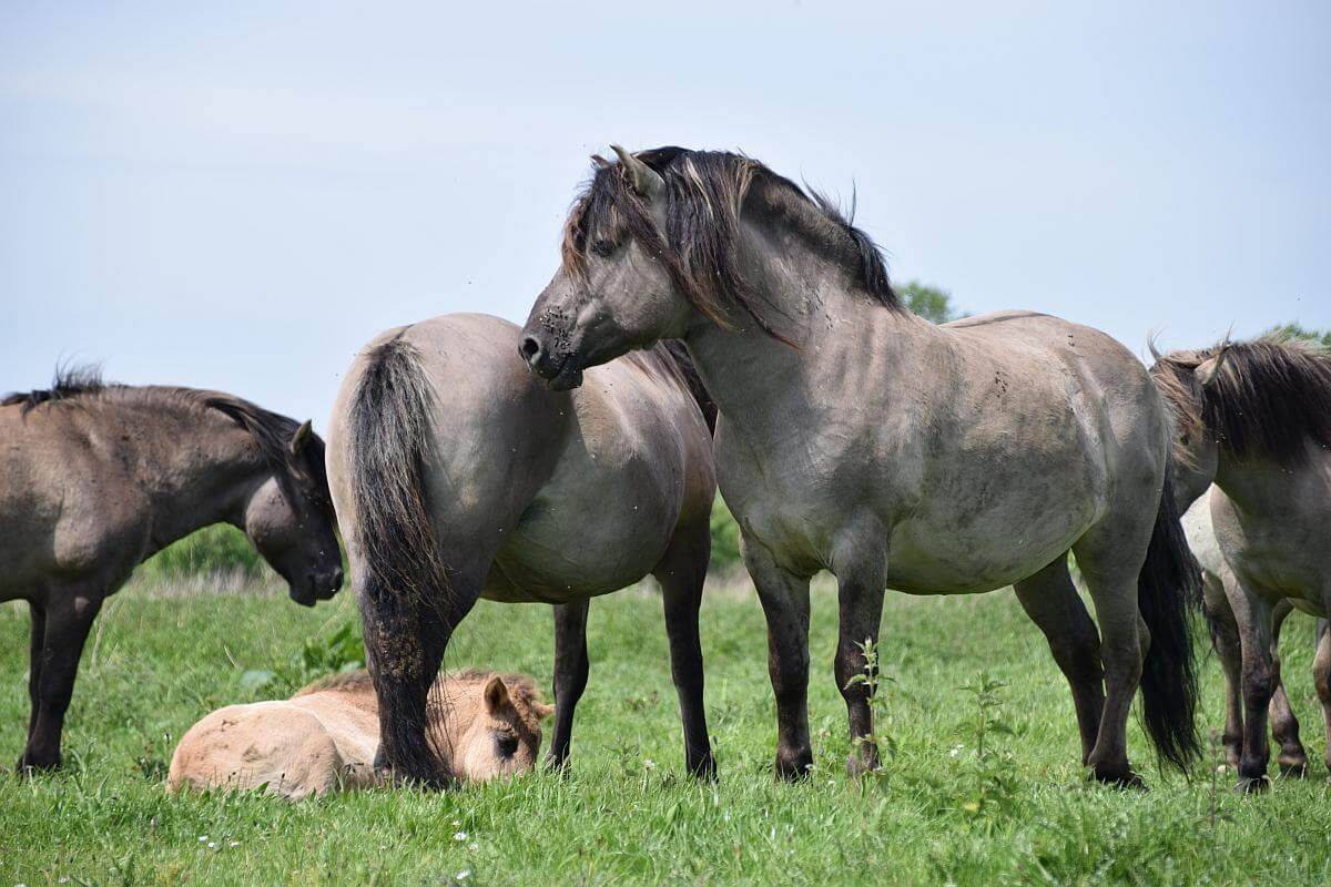 konikpaarden
