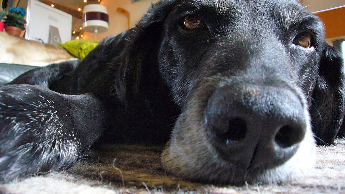 Levenskwaliteitschaal