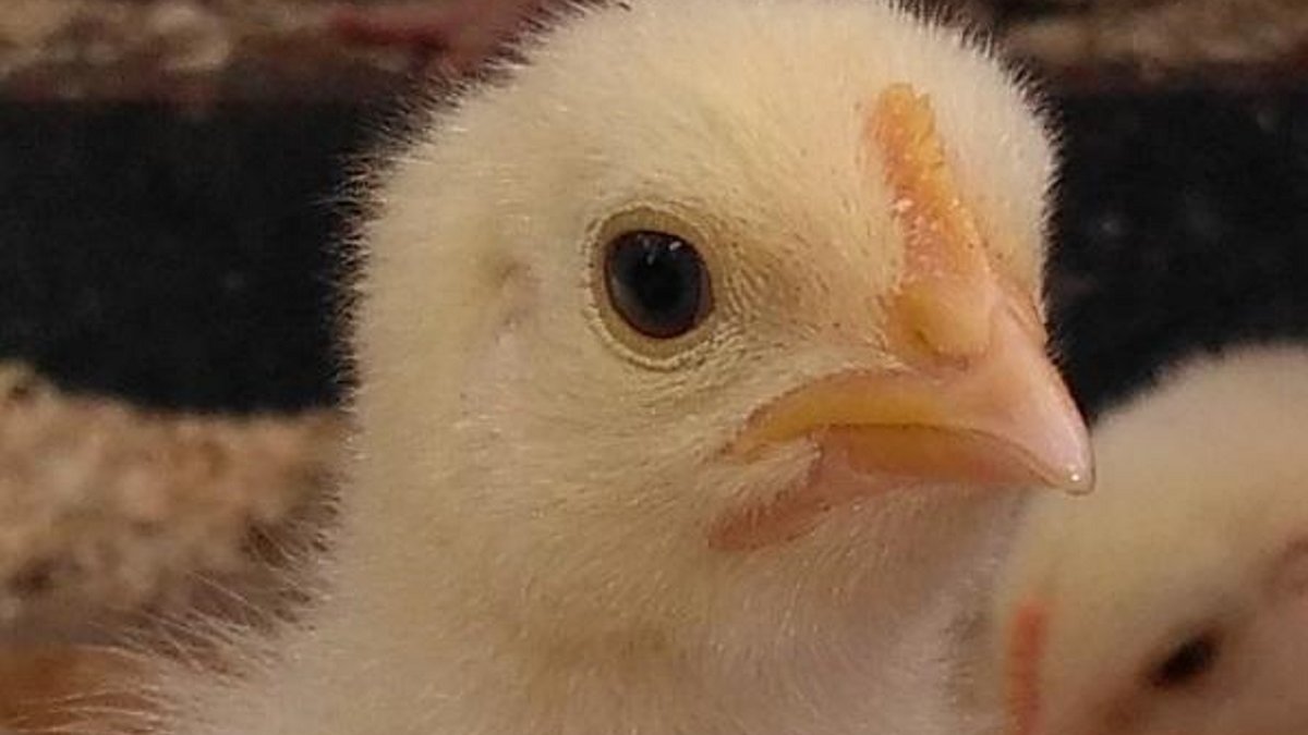 Meldpunt kuikentjesmisbruik