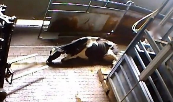 illegaal op transport