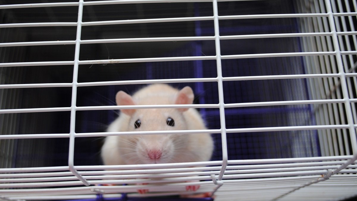 dierproeven voor cosmetica