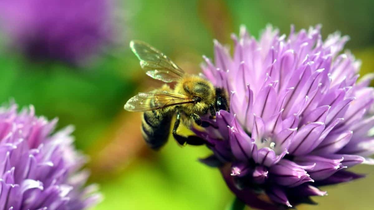 Nationale Bijentelling