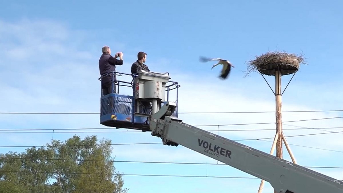 doodgeschoten ooievaar