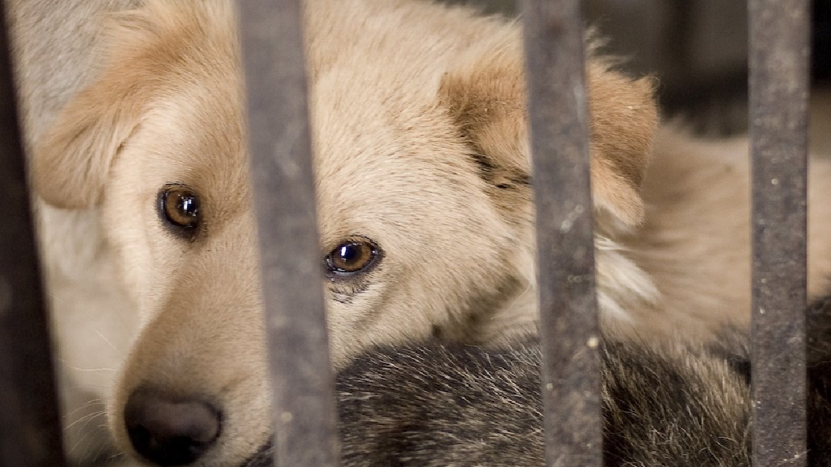 honden- en kattenvlees