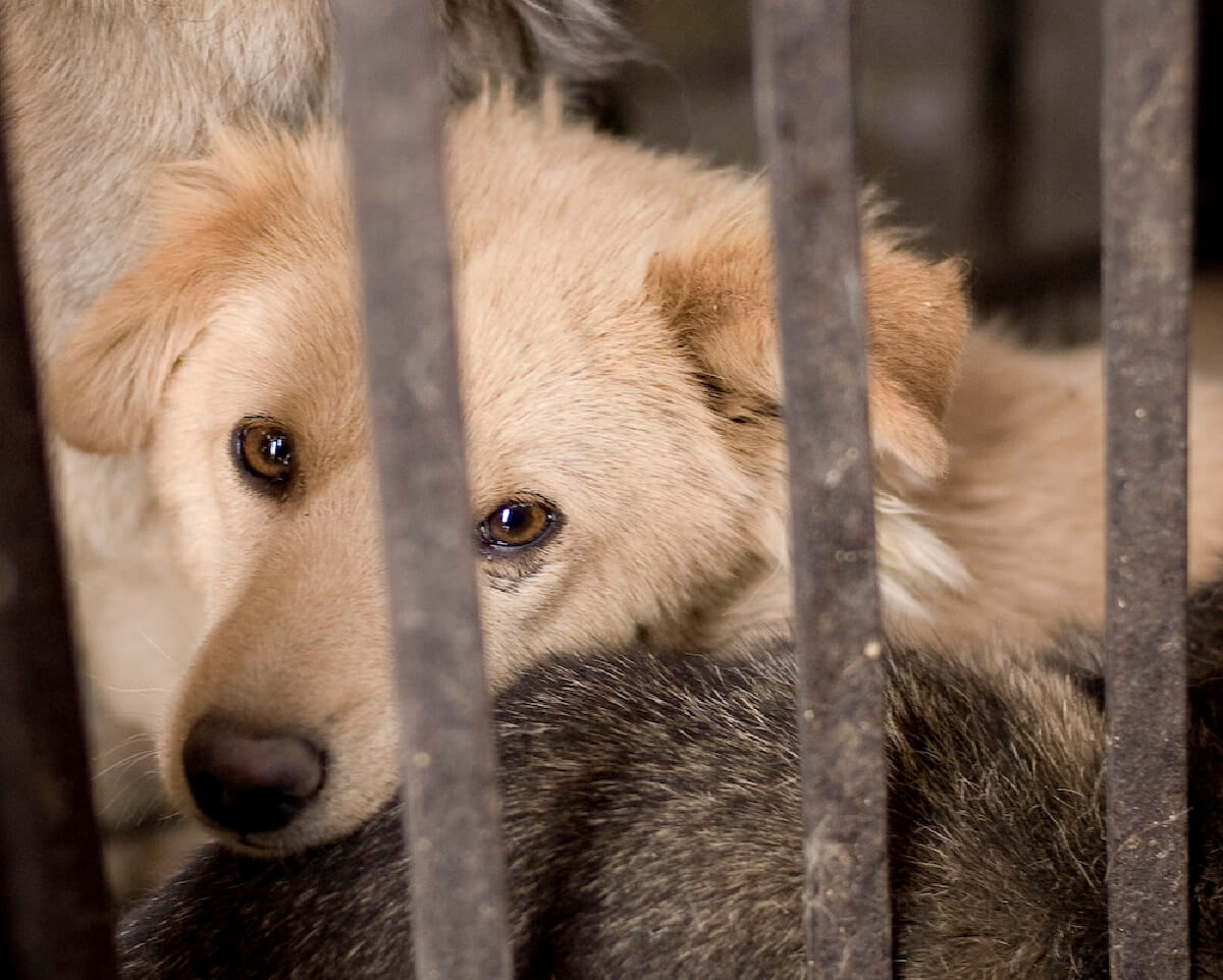 honden- en kattenvlees