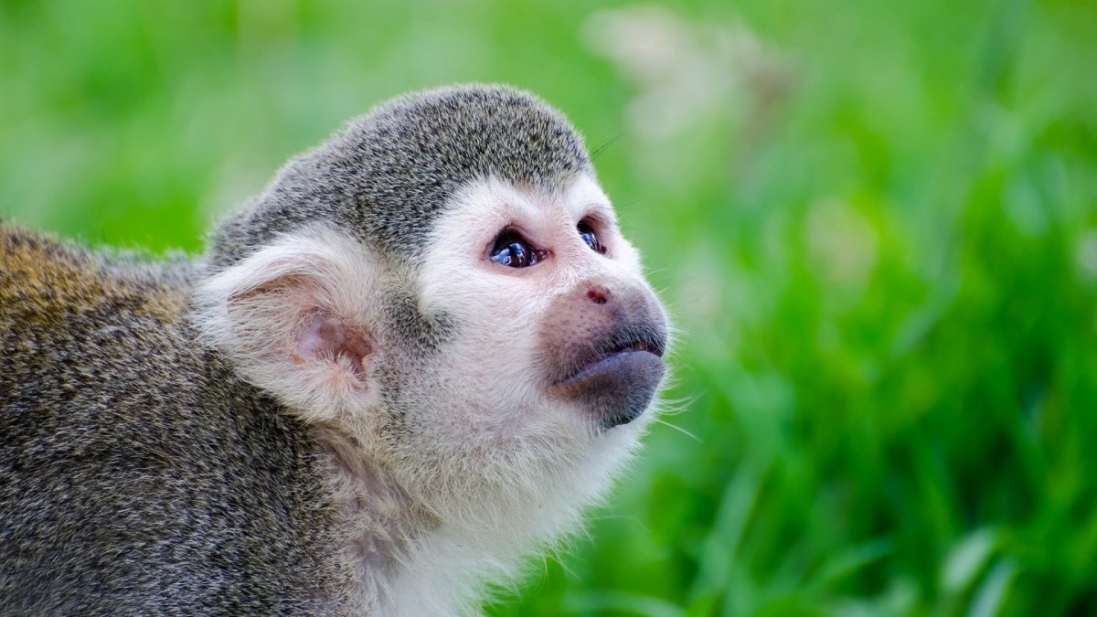 Europese positieflijst