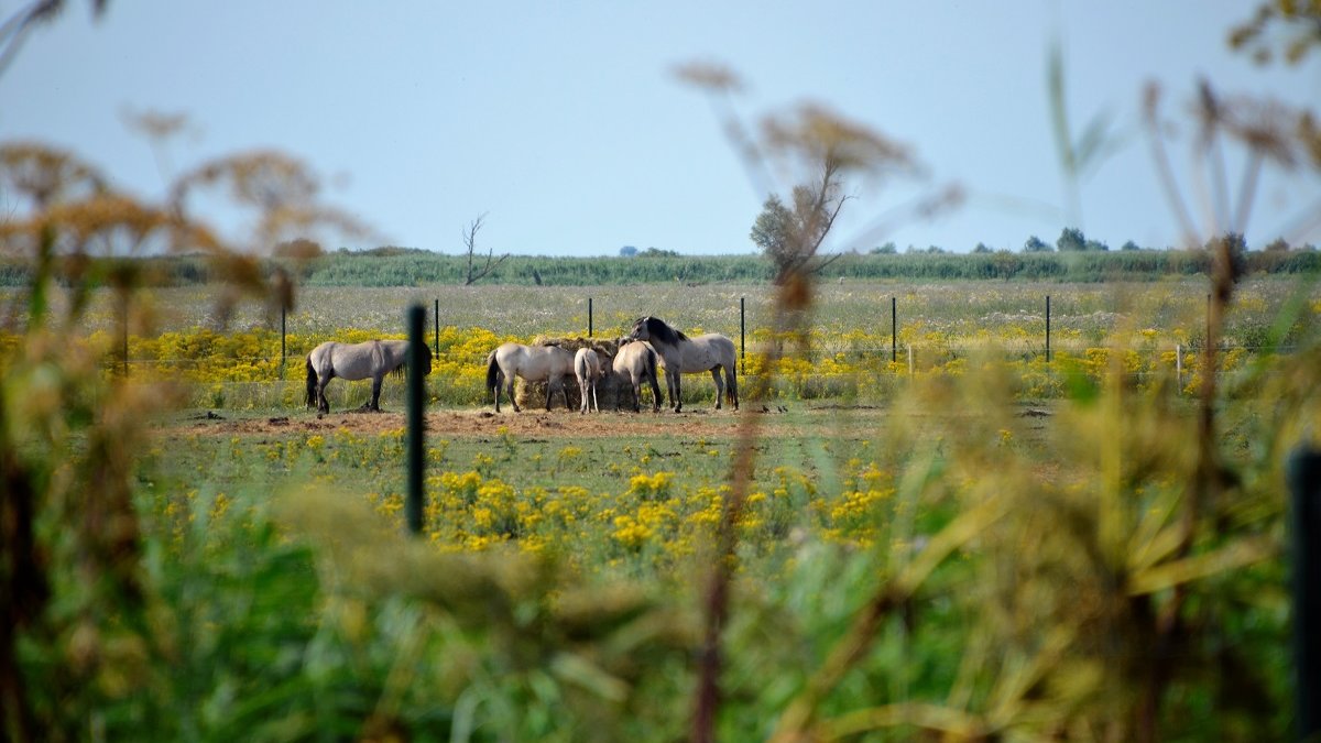 Staatsbosbeheer