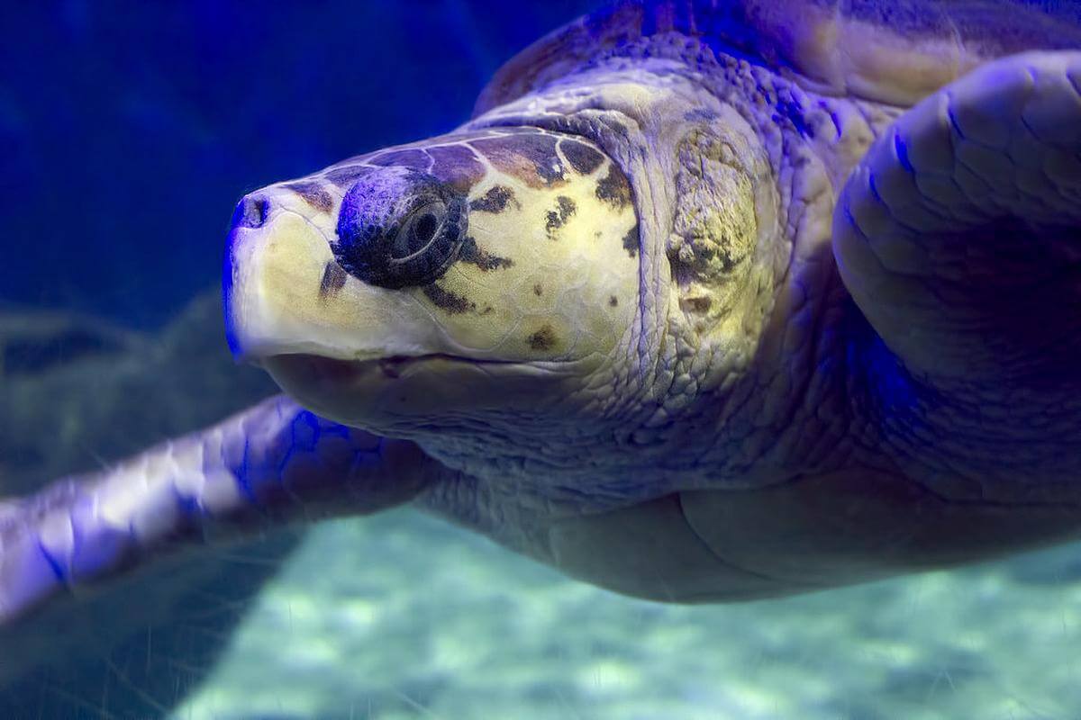 Wildlife Film Festival