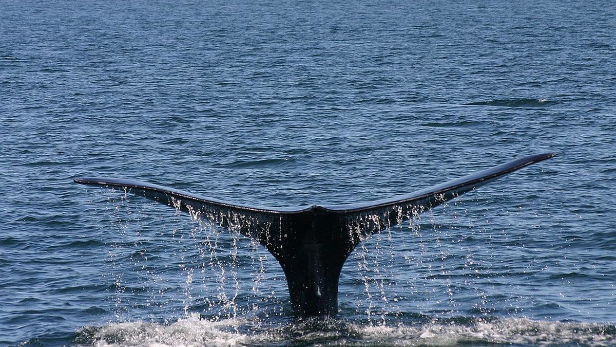 sterfte onder noordkapers