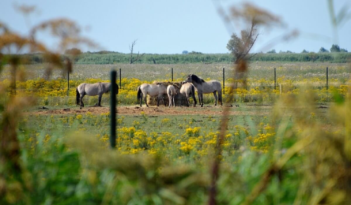 Konikpaarden in de Oostvaardersplassen