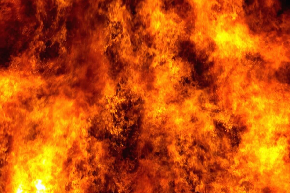 dieren zijn de onzichtbare slachtoffers van natuurbranden