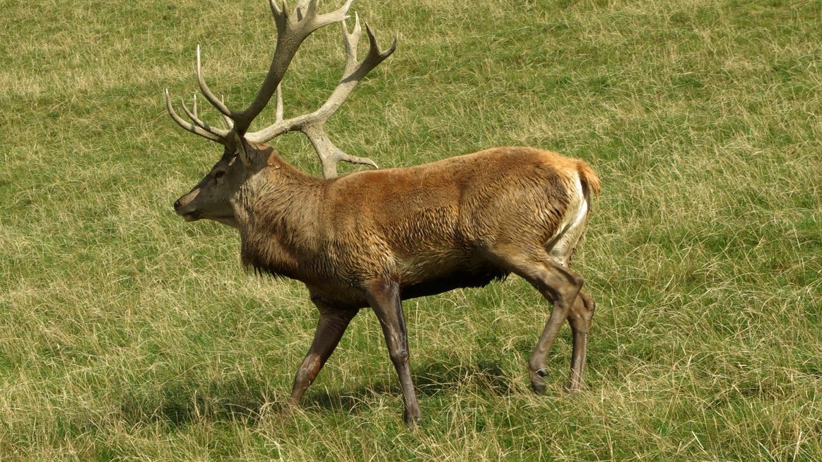 afschot van edelherten