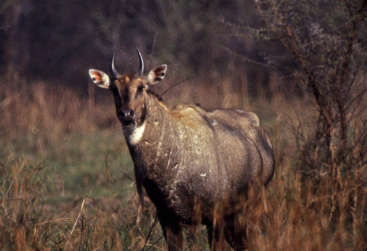 nilgai