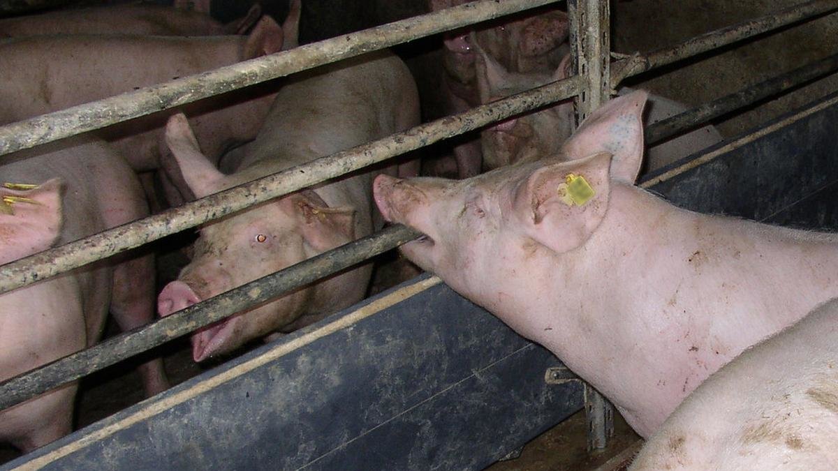 verbod op vee-industrie