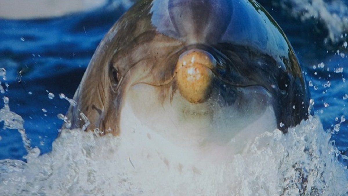 Dolfinarium Harderwijk