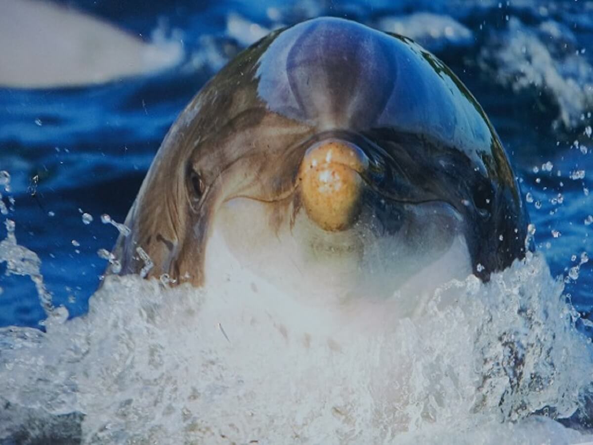 Dolfinarium Harderwijk