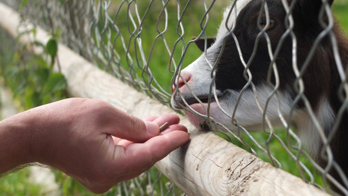 Voorlopig streep door dierentuin Bert’s Animal Verhuur