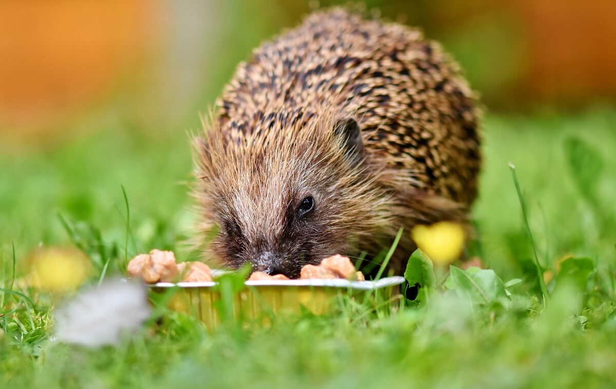 Schotse egels lijden massaal honger