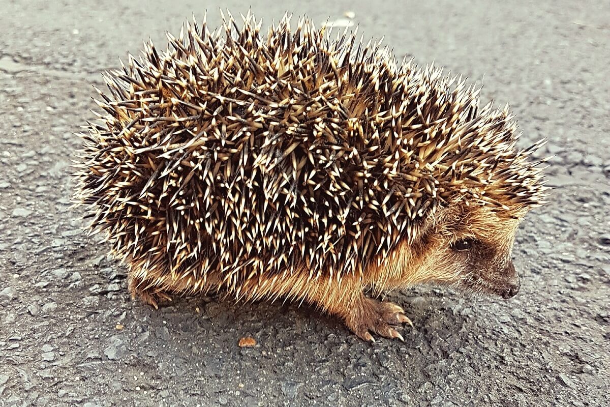 Schotse egels lijden massaal honger