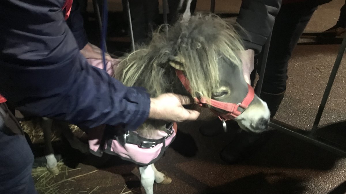 paardenmarkt Hedel 2019