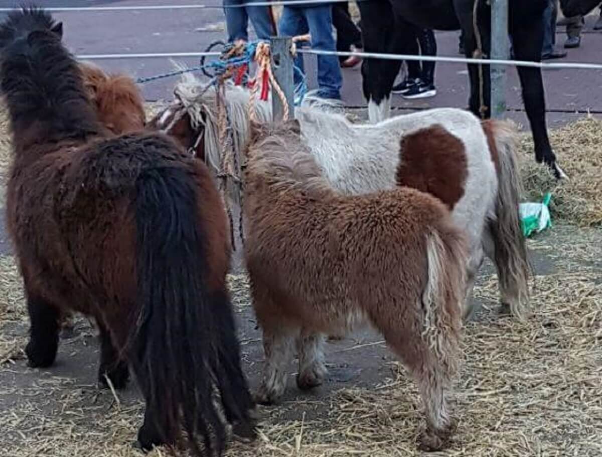 Paardenmarkt Goor 2017