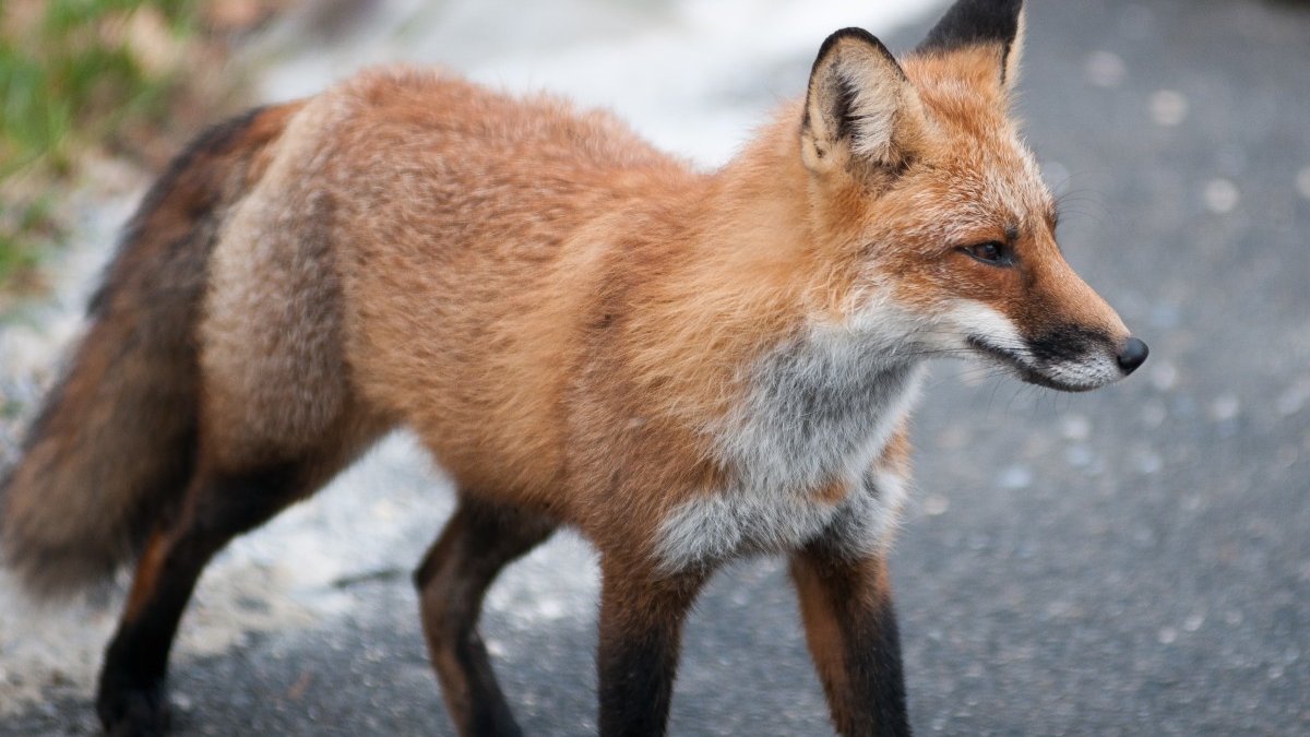 Geen vos, nerts of zeehond meer in nieuwe outfits Britse Queen Elizabeth